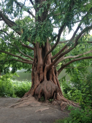 magickal tree in high park, toronto