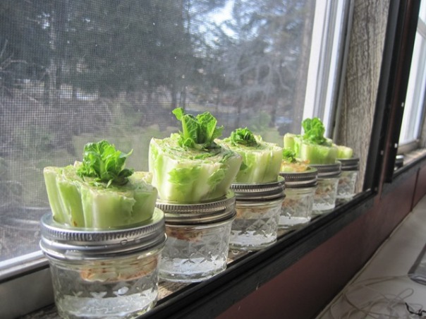 re-growing lettuce