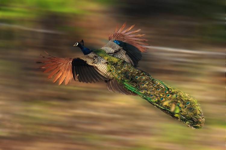 peacock-in-flight-by-nonnie-saran-2010.jpg