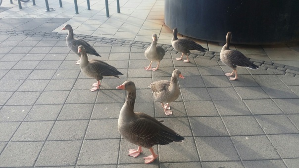 iceland geese