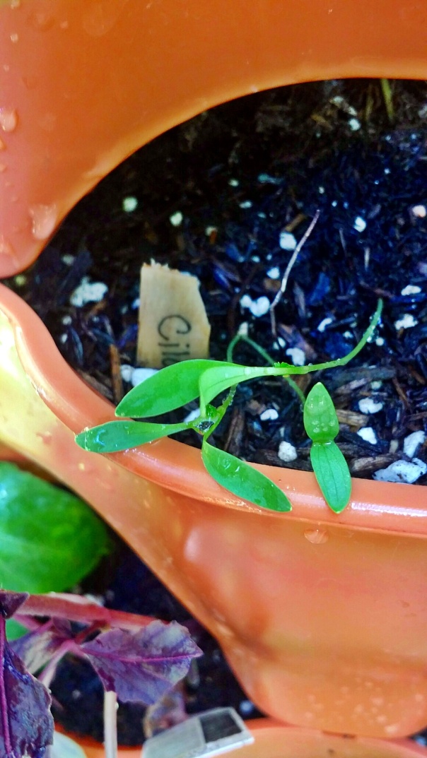 cilantro sprouts