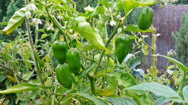 habanero peppers