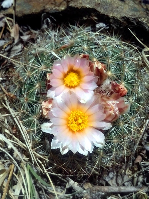 cactus-blossom
